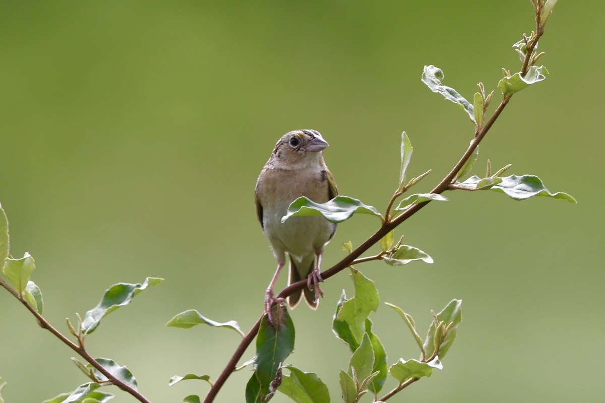 Grasshopper Sparrow - ML620694859