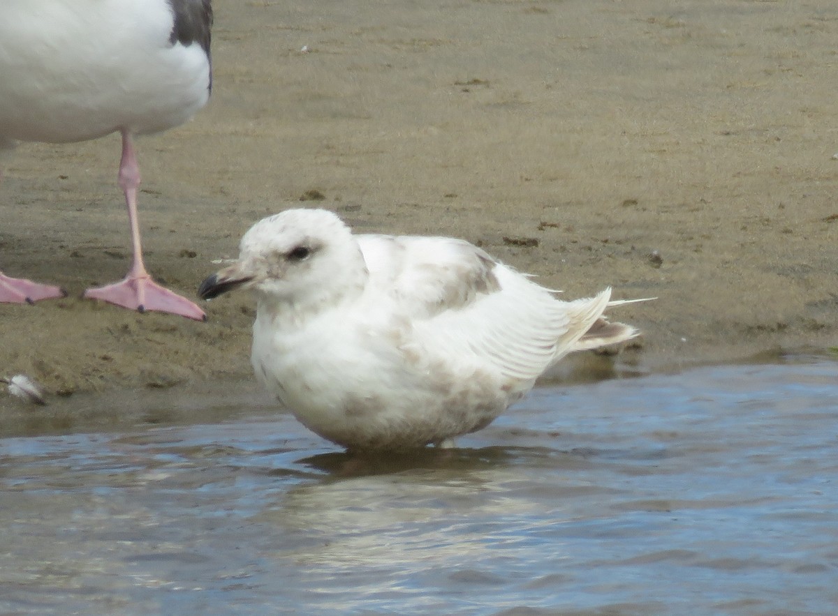 Gaviota Groenlandesa (thayeri) - ML620694861