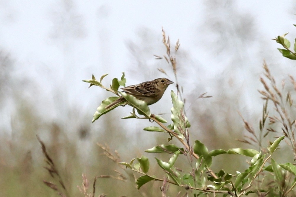 Grasshopper Sparrow - ML620694862