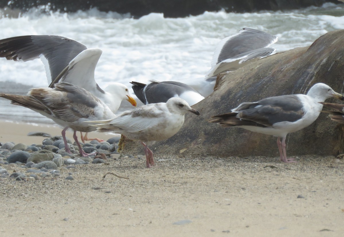 Gaviota Groenlandesa (thayeri) - ML620694863