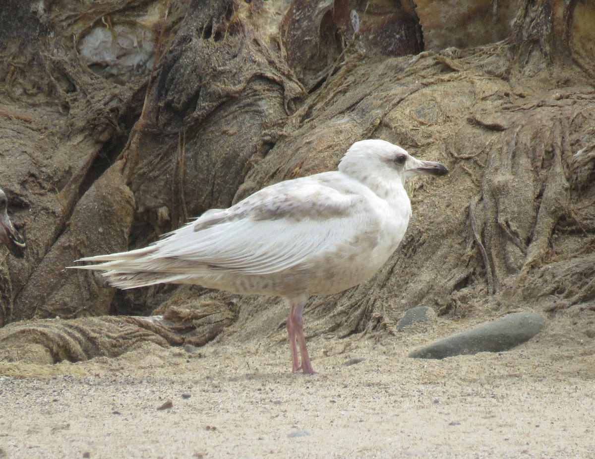 Gaviota Groenlandesa (thayeri) - ML620694866