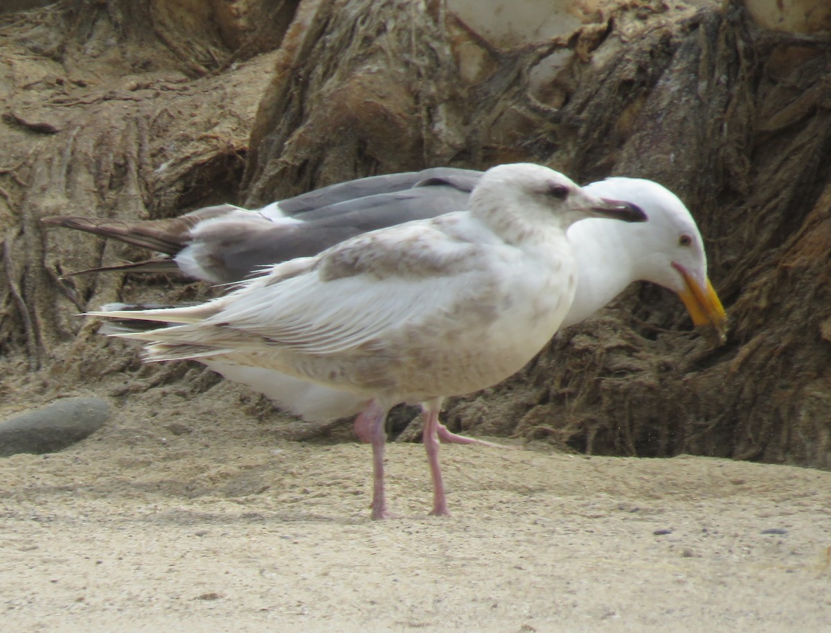 Gaviota Groenlandesa (thayeri) - ML620694867