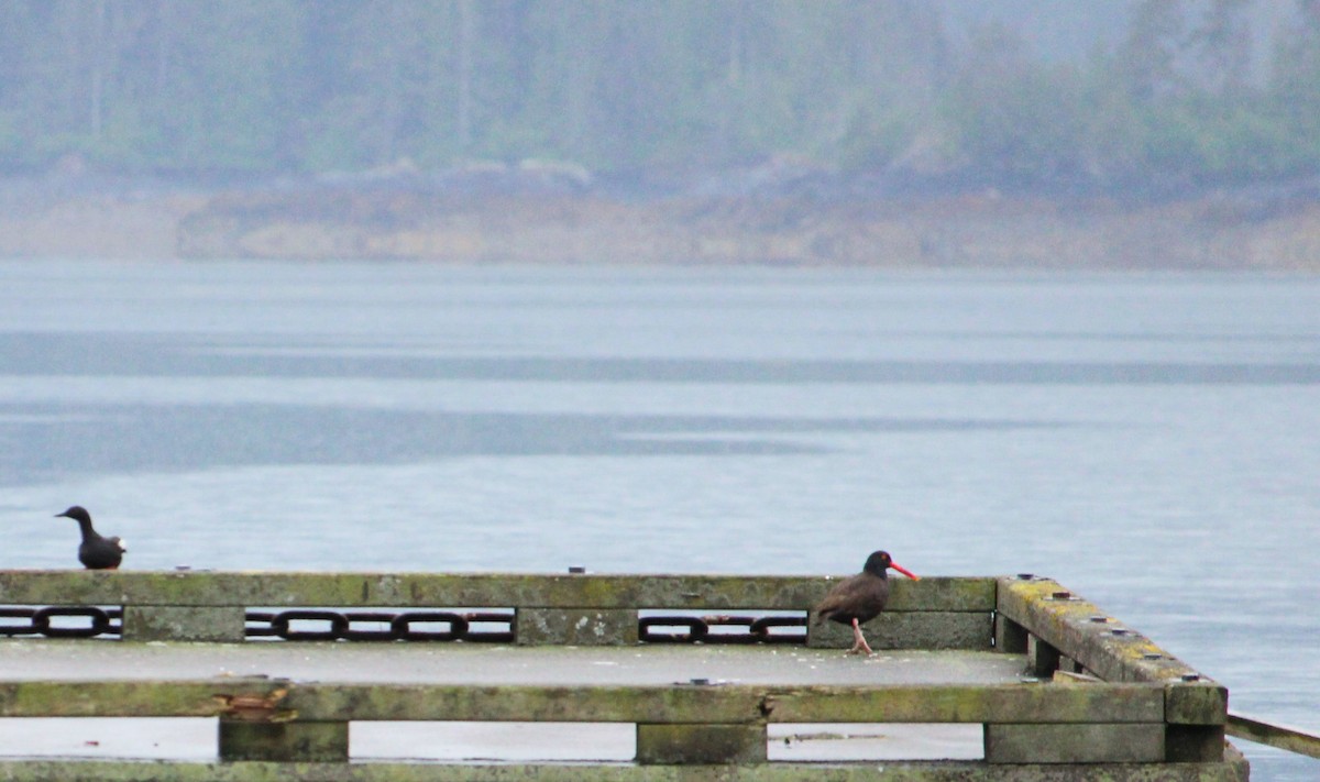 Black Oystercatcher - ML620694870