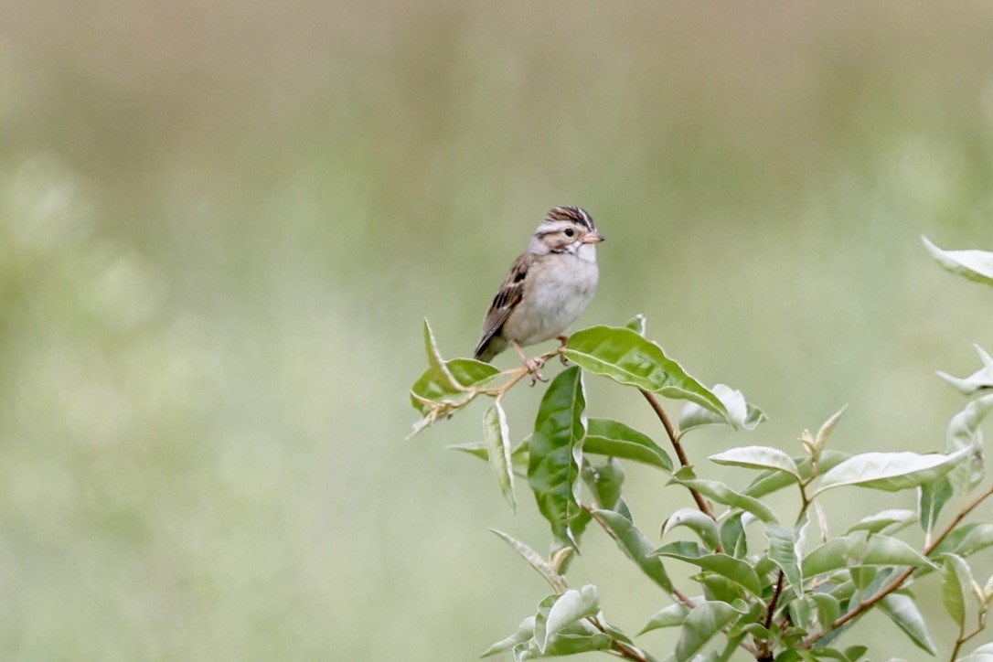 Clay-colored Sparrow - ML620694872