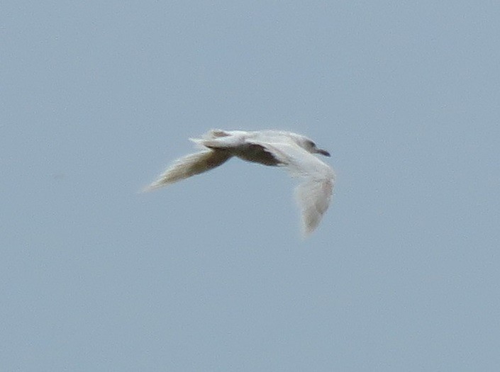 Iceland Gull (Thayer's) - ML620694873