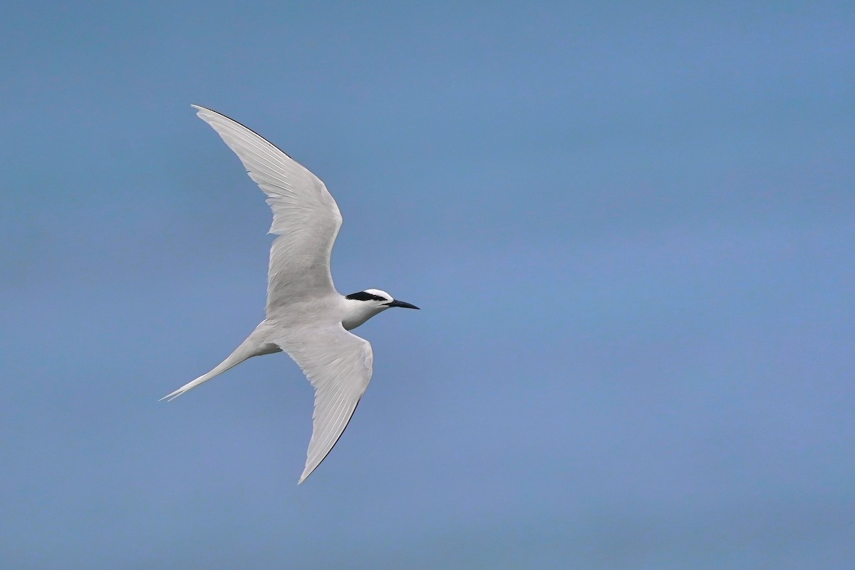 Black-naped Tern - Joshua Chong