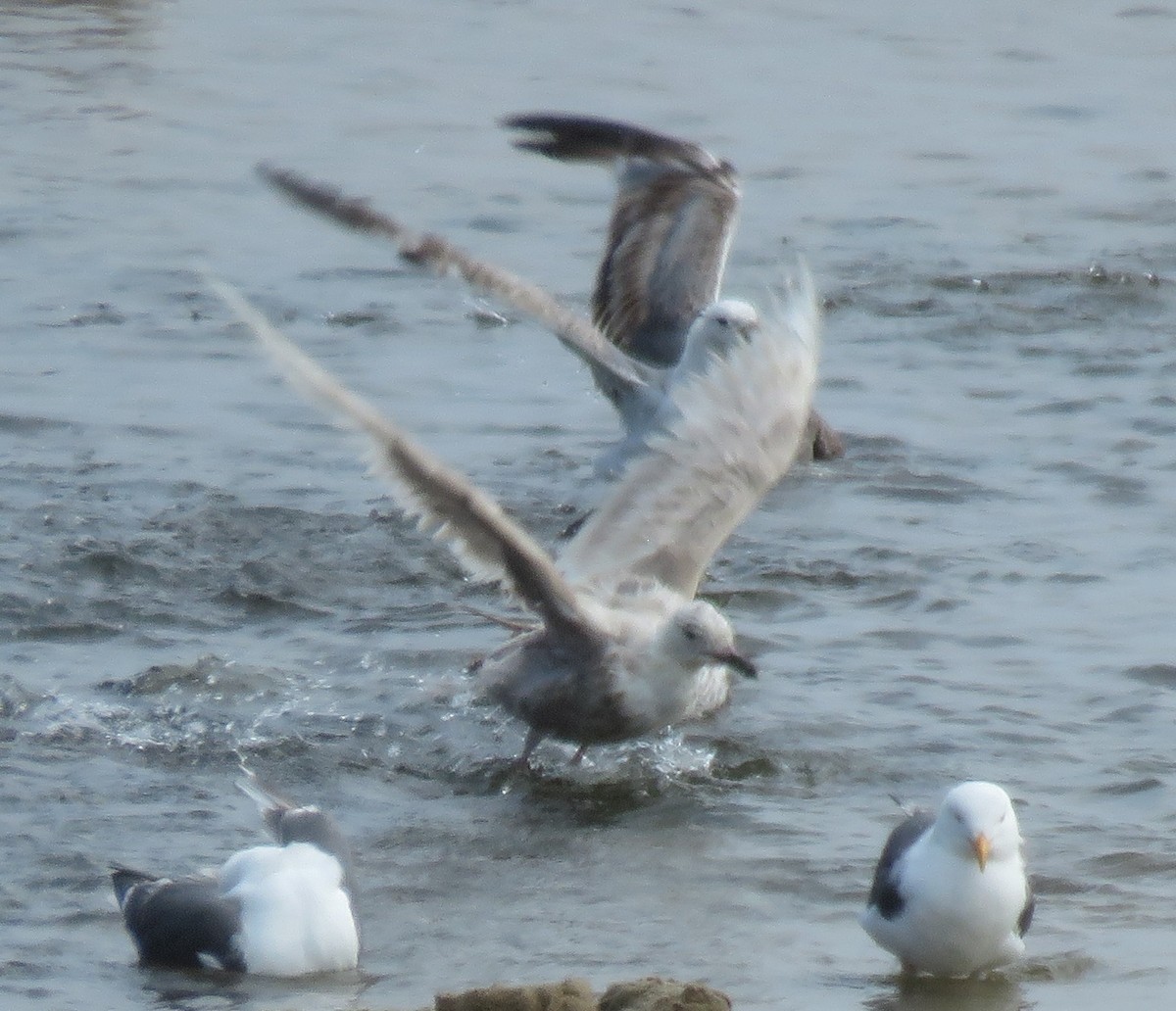 Gaviota de Bering - ML620694882