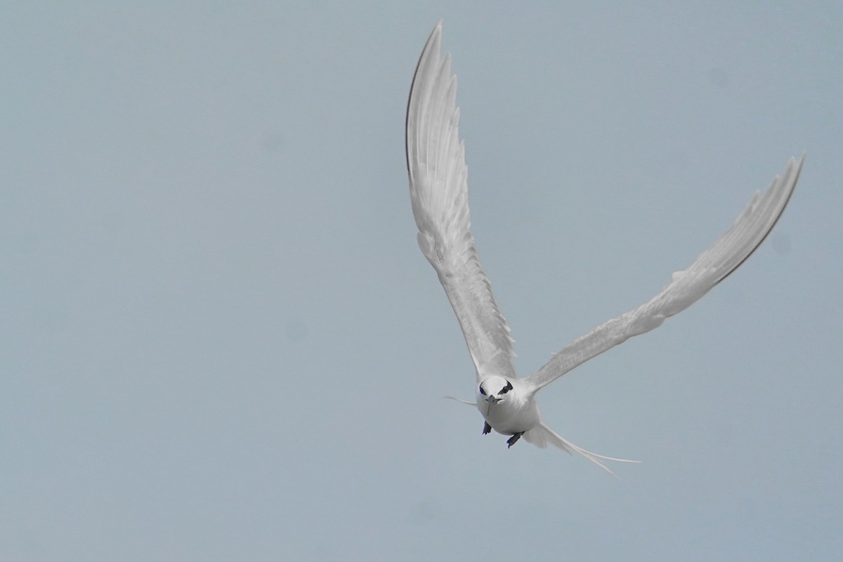 Black-naped Tern - ML620694885