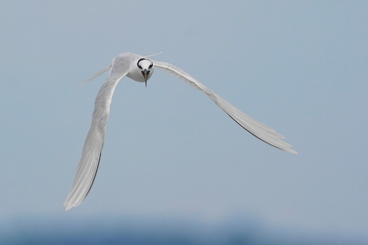 Black-naped Tern - ML620694886