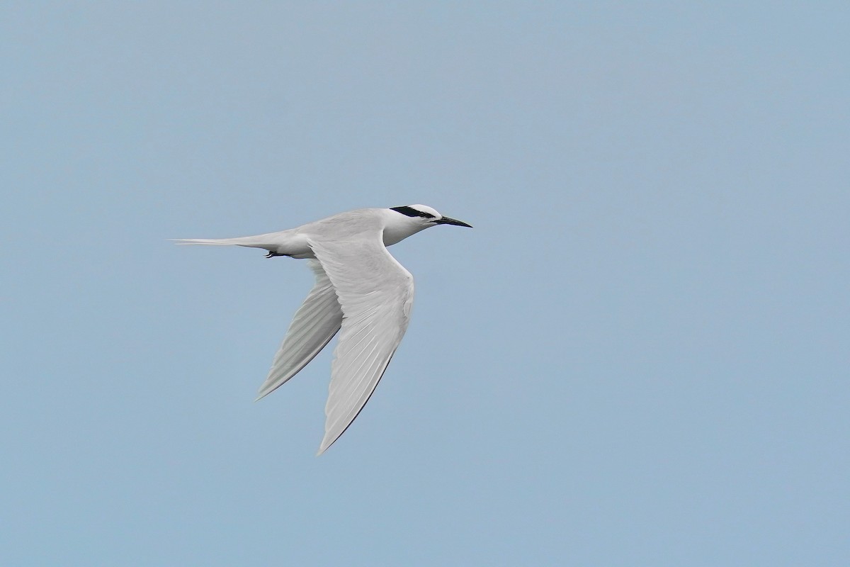 Black-naped Tern - Joshua Chong