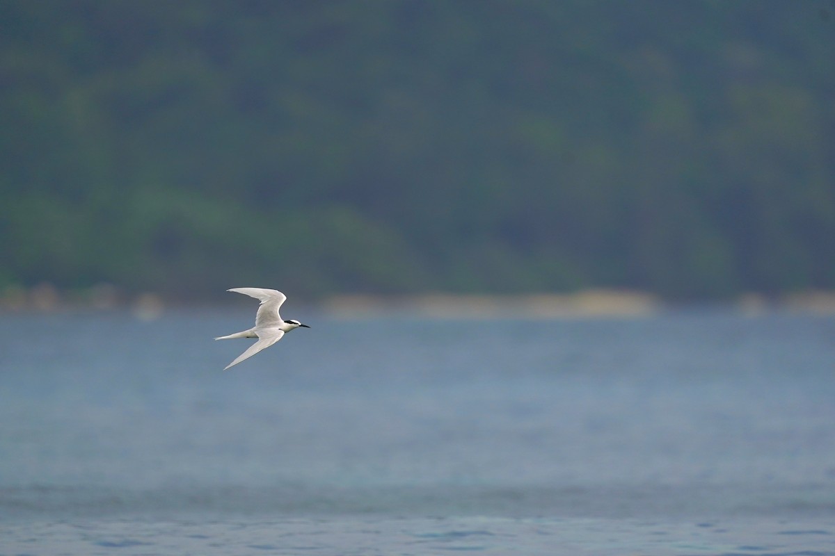 Black-naped Tern - ML620694893