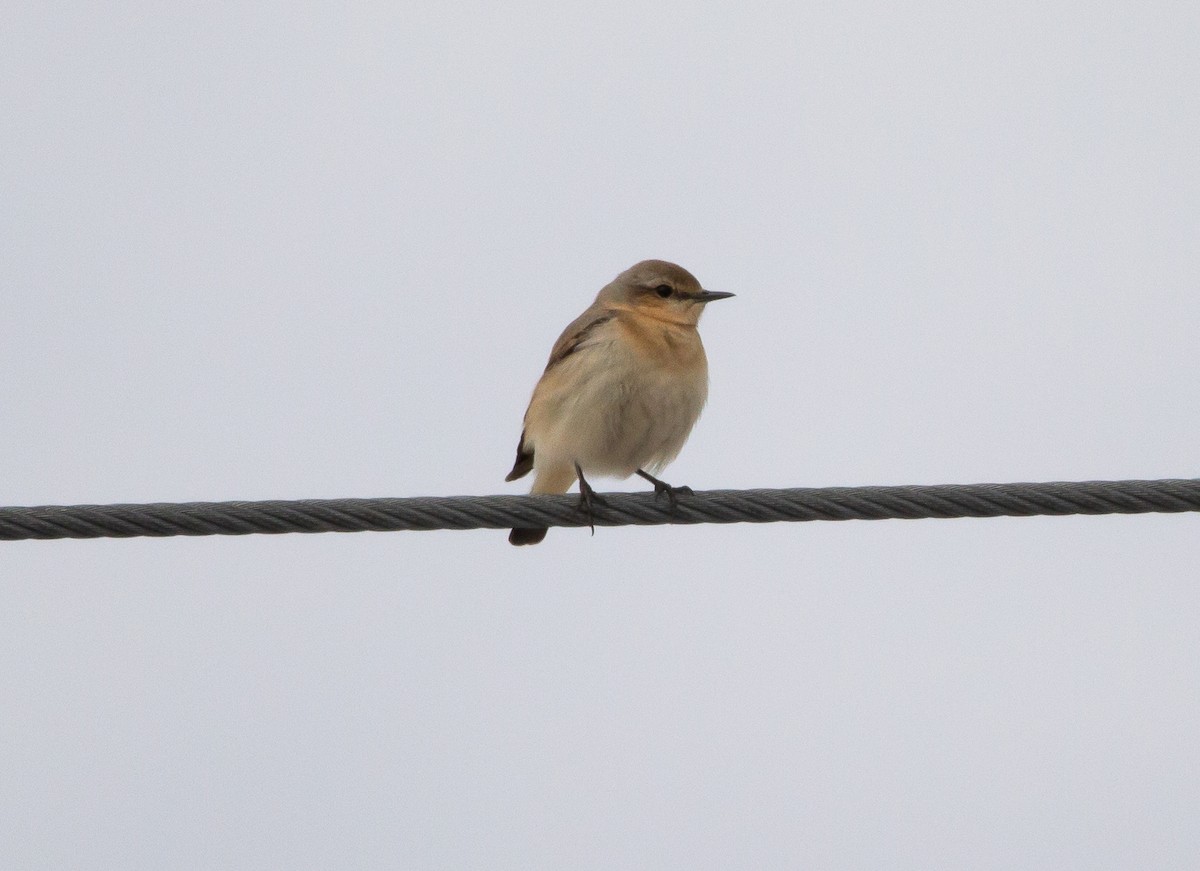 Northern Wheatear - ML620694896