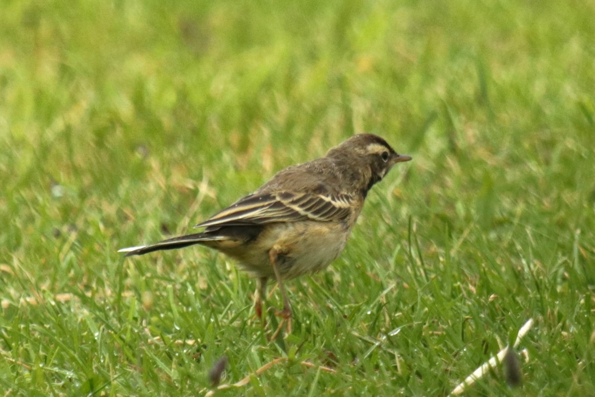 Western Yellow Wagtail - ML620694900