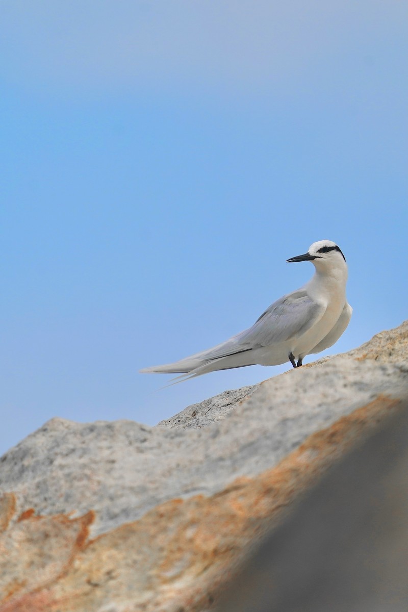 Black-naped Tern - ML620694905