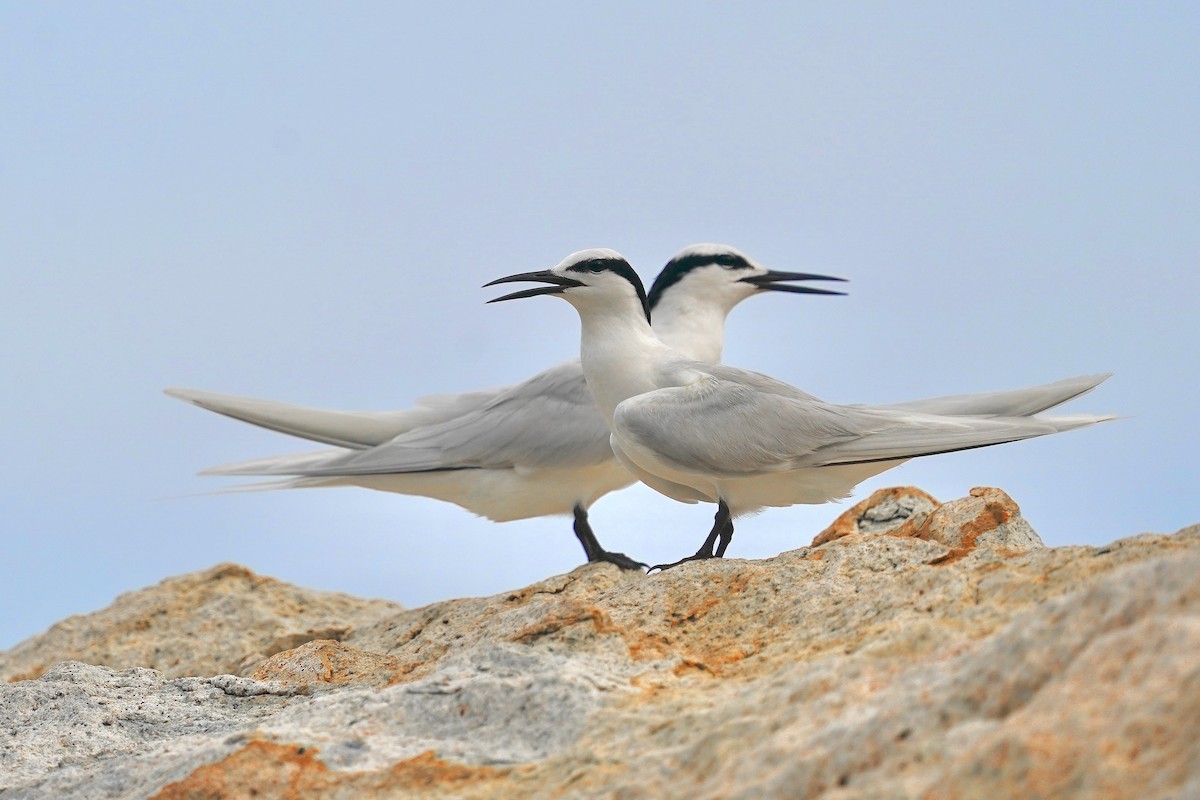 Black-naped Tern - ML620694906