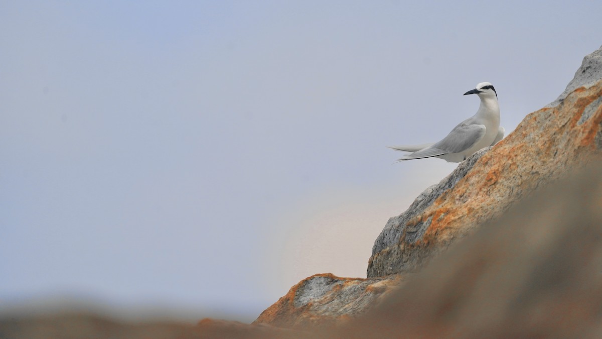 Black-naped Tern - ML620694907