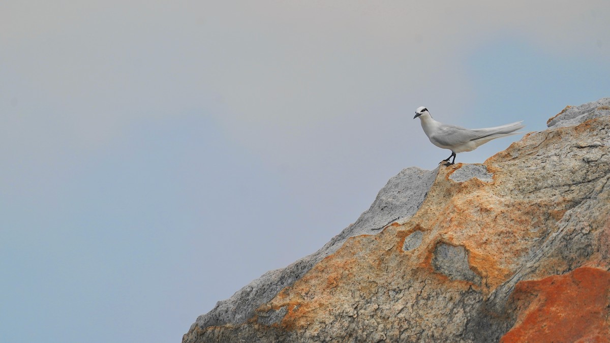 Black-naped Tern - ML620694908