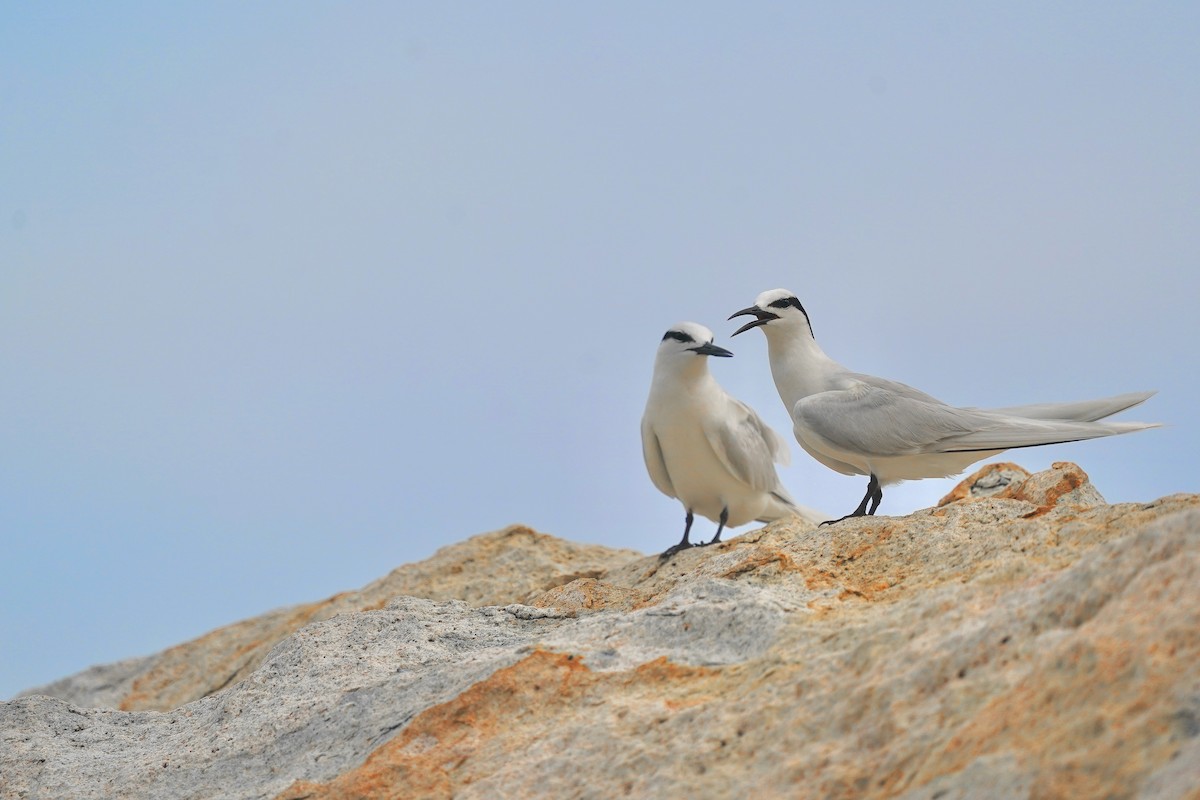 Black-naped Tern - ML620694909