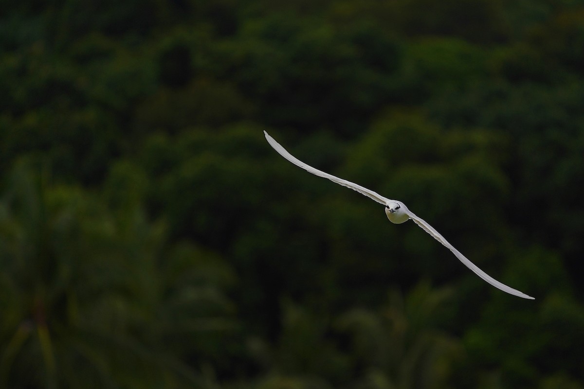 Black-naped Tern - ML620694910