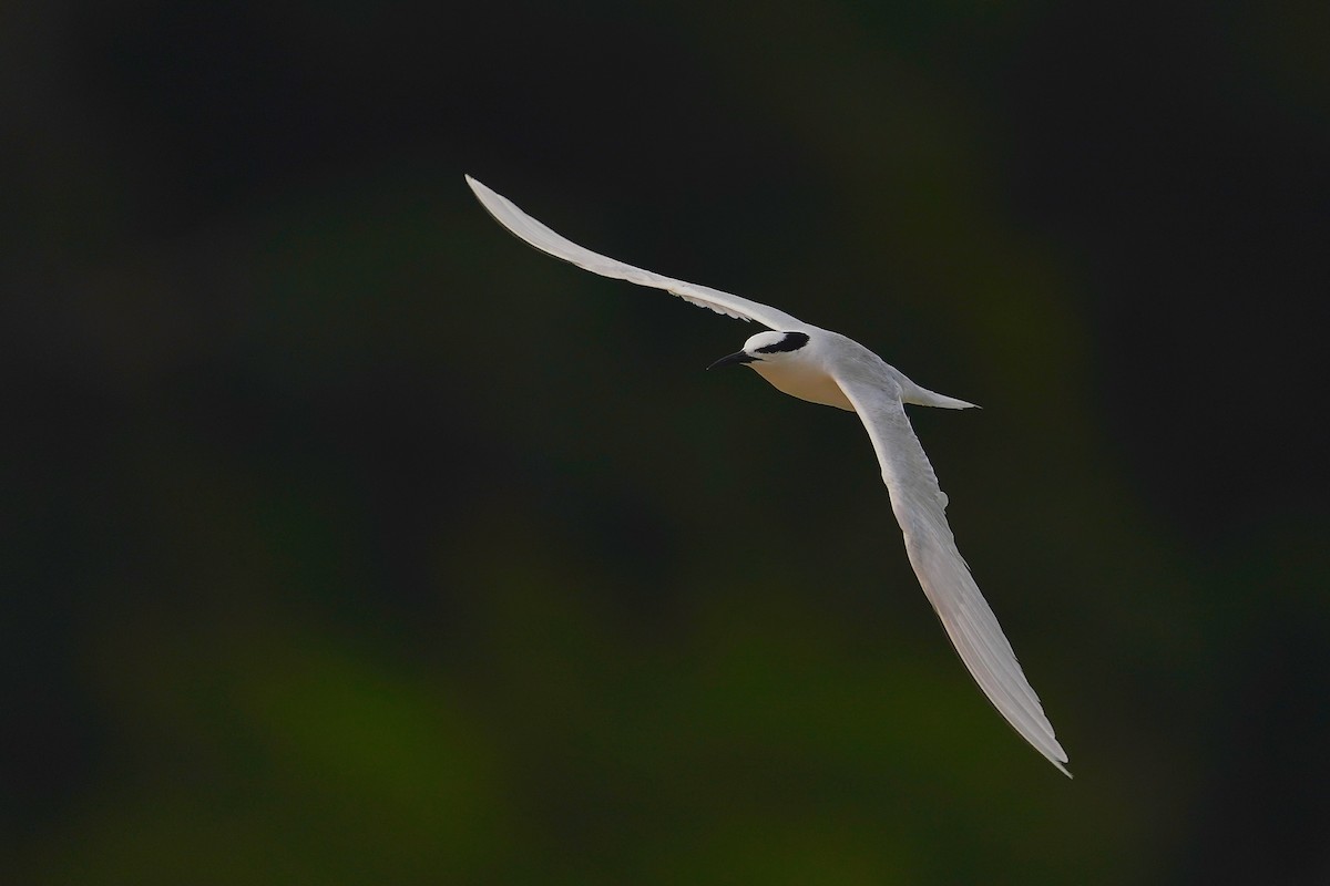 Black-naped Tern - ML620694911