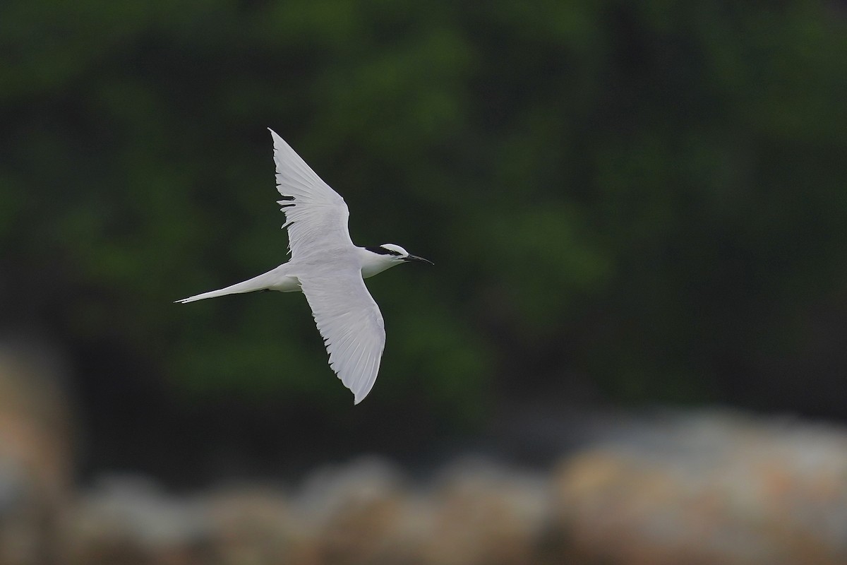 Black-naped Tern - Joshua Chong