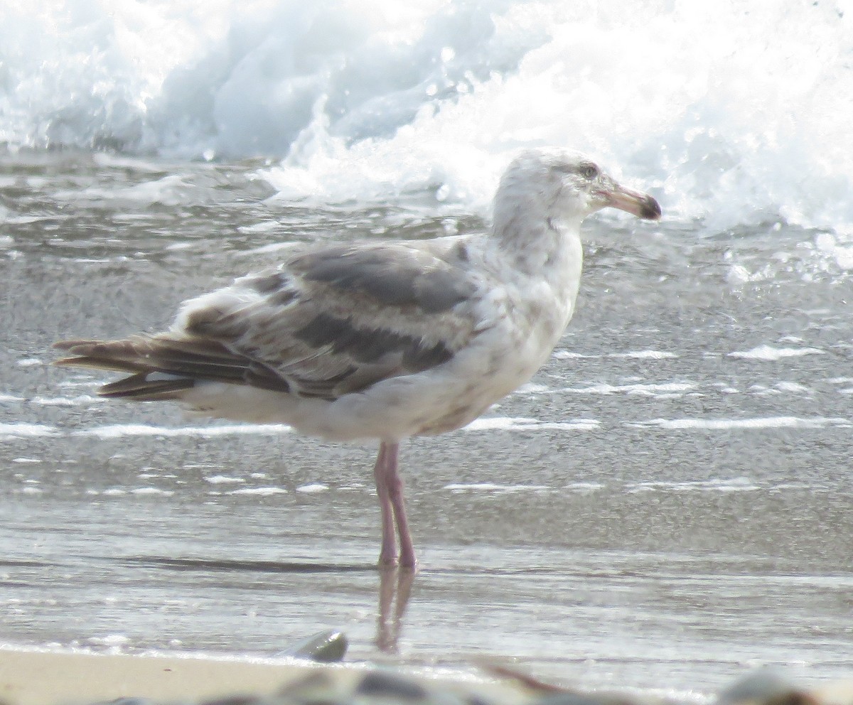 Gaviota (Larus) sp. - ML620694916