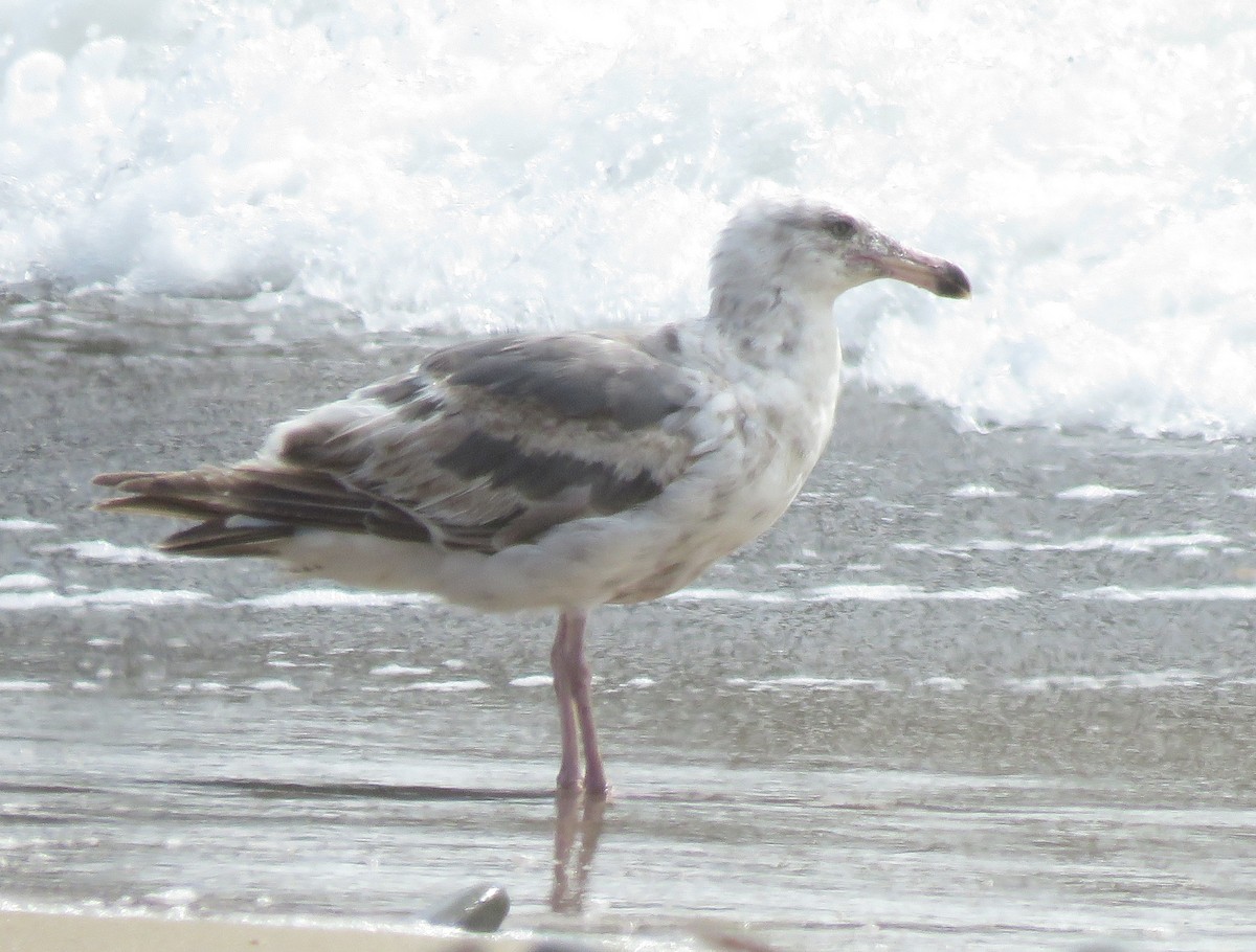 goéland sp. (Larus sp.) - ML620694917