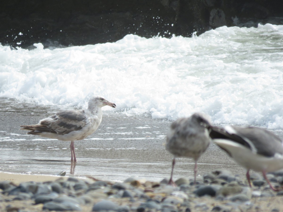 Gaviota (Larus) sp. - ML620694919