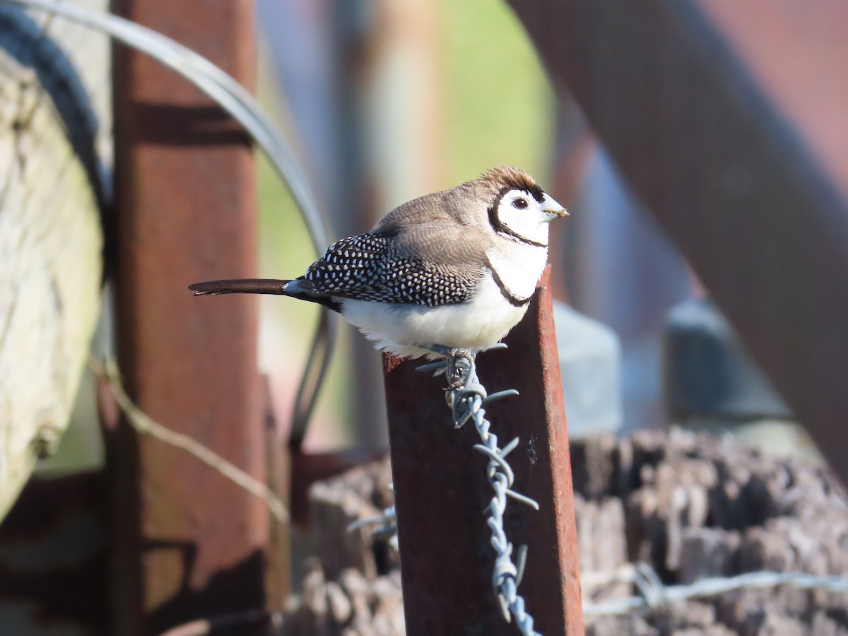 Double-barred Finch - ML620694920