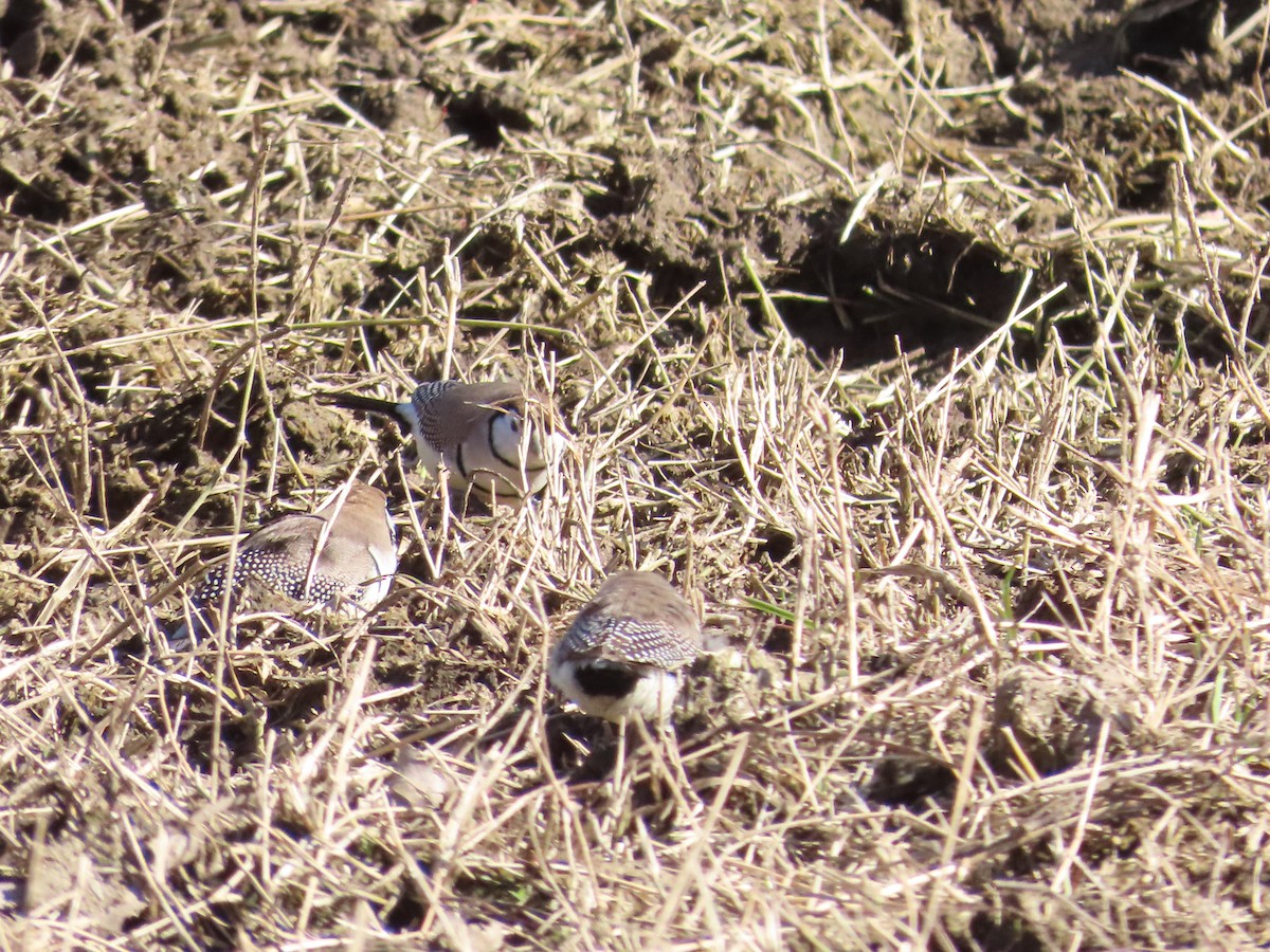 Double-barred Finch - ML620694922