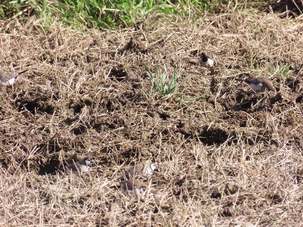 Double-barred Finch - ML620694923