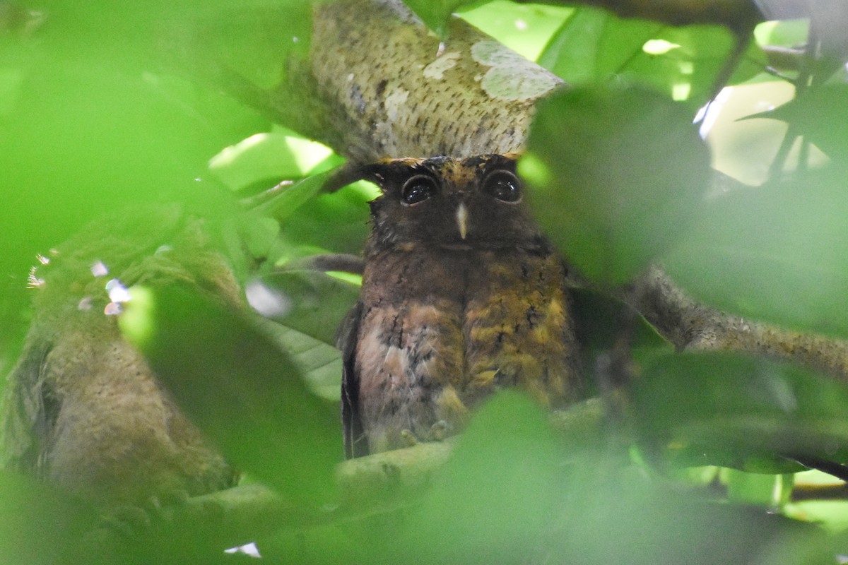 Sunda Scops-Owl - ML620694924