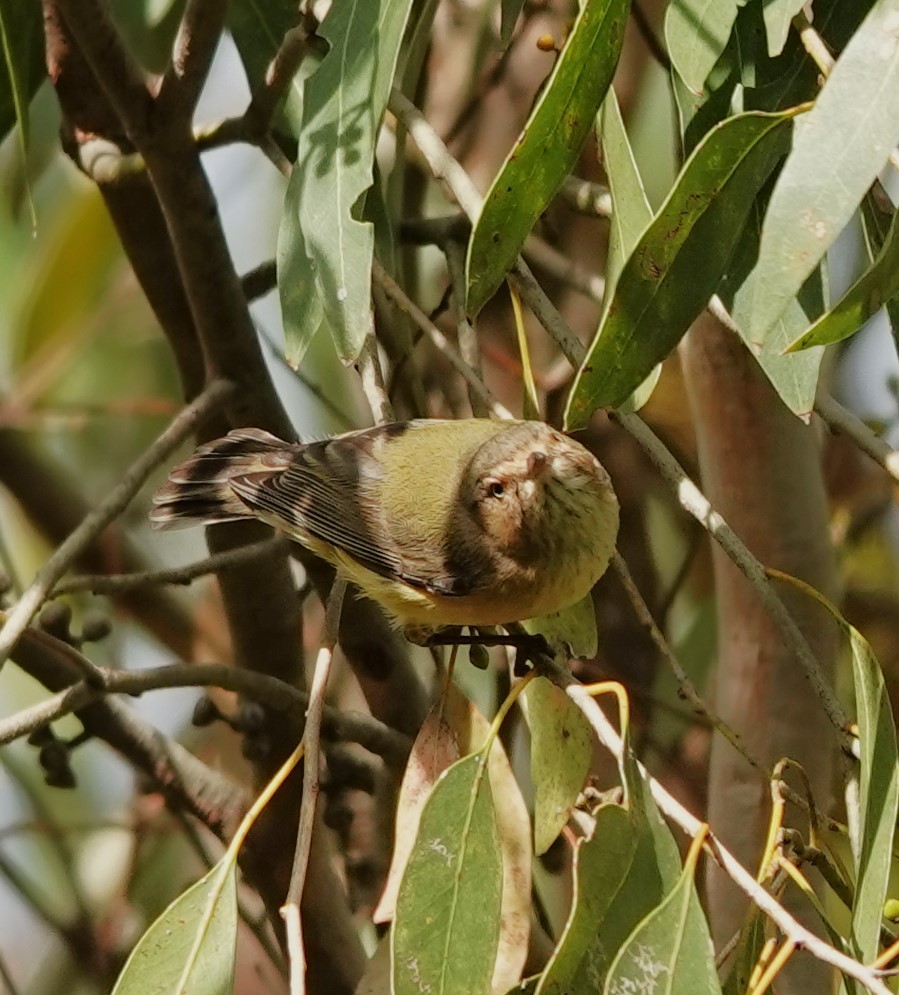 Weebill - ML620694929