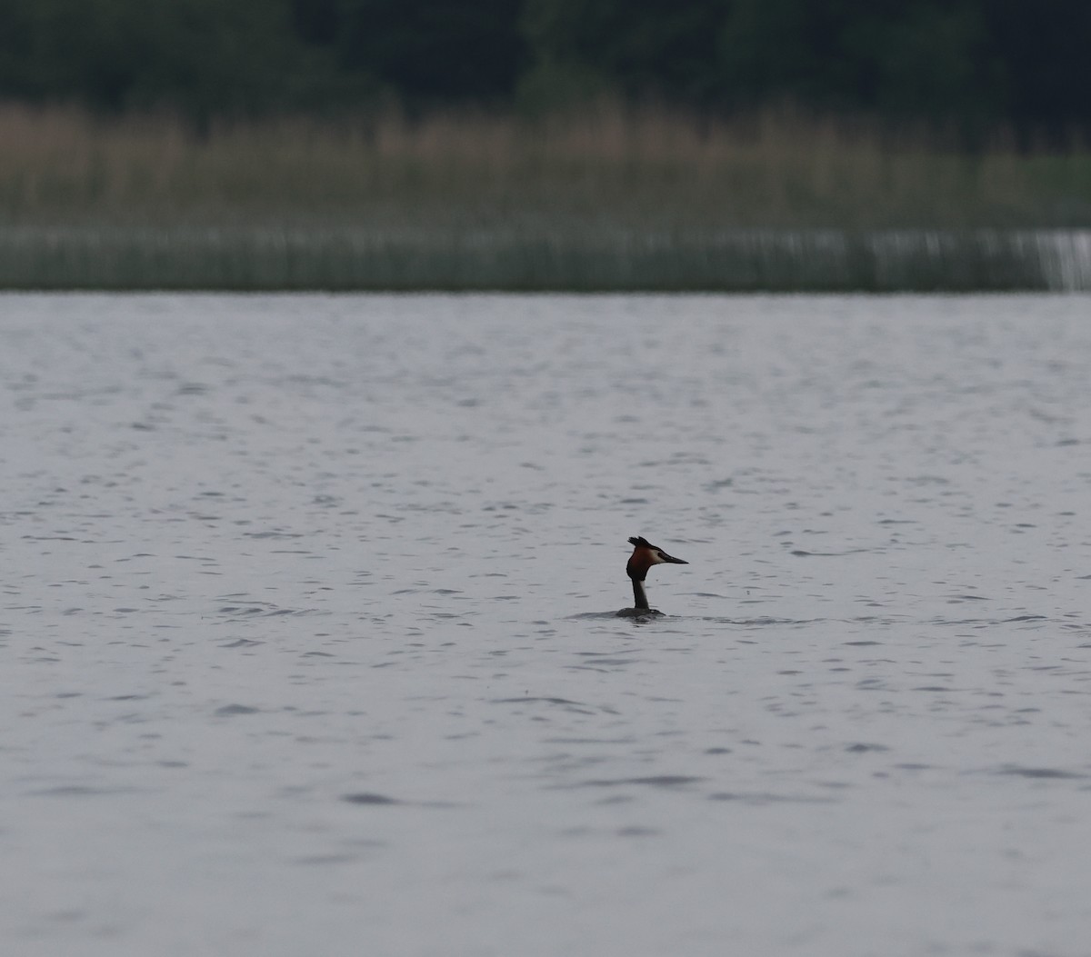 Great Crested Grebe - ML620694932