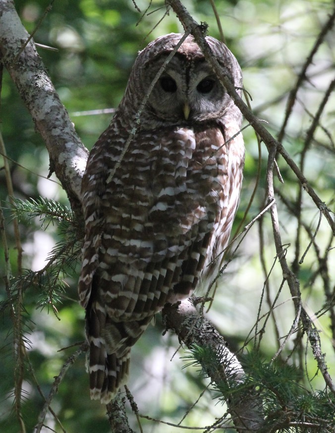 Barred Owl - ML620694935