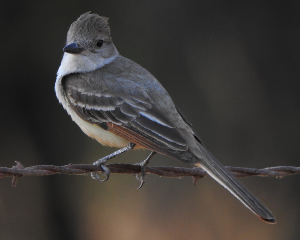 Ash-throated Flycatcher - ML620694936