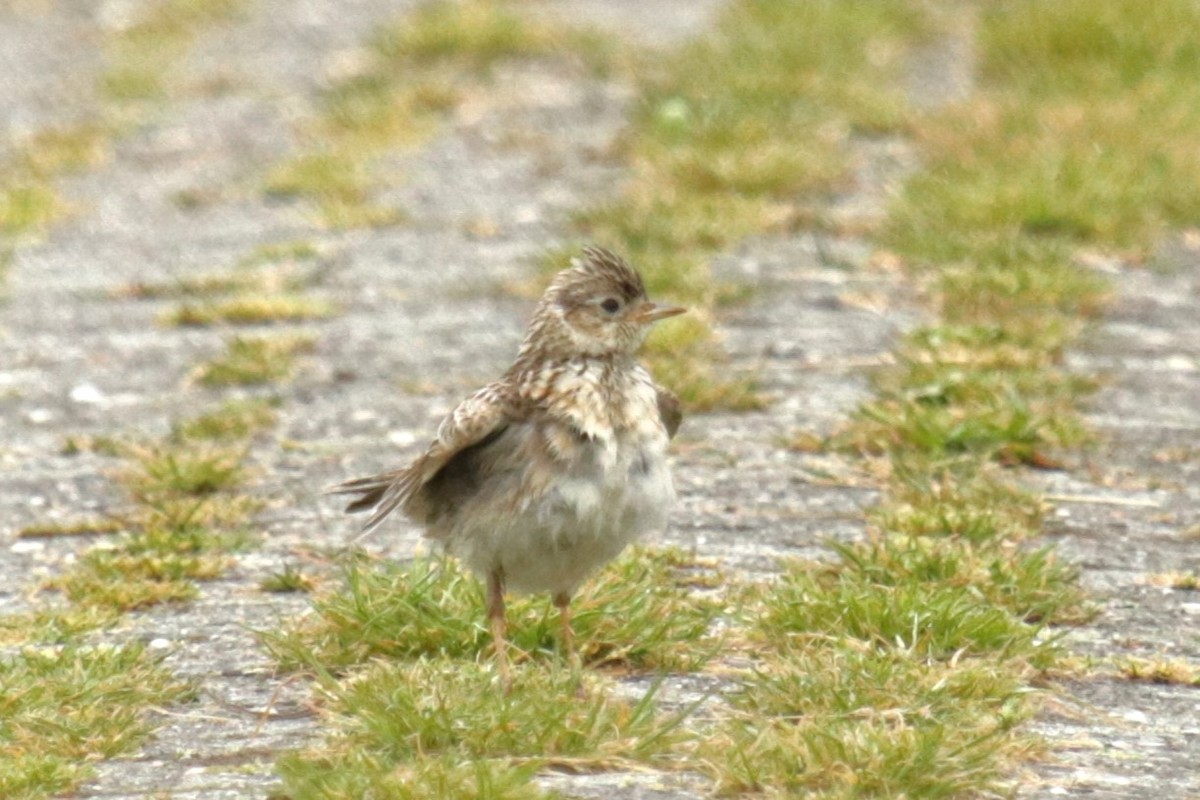 Eurasian Skylark - ML620694943