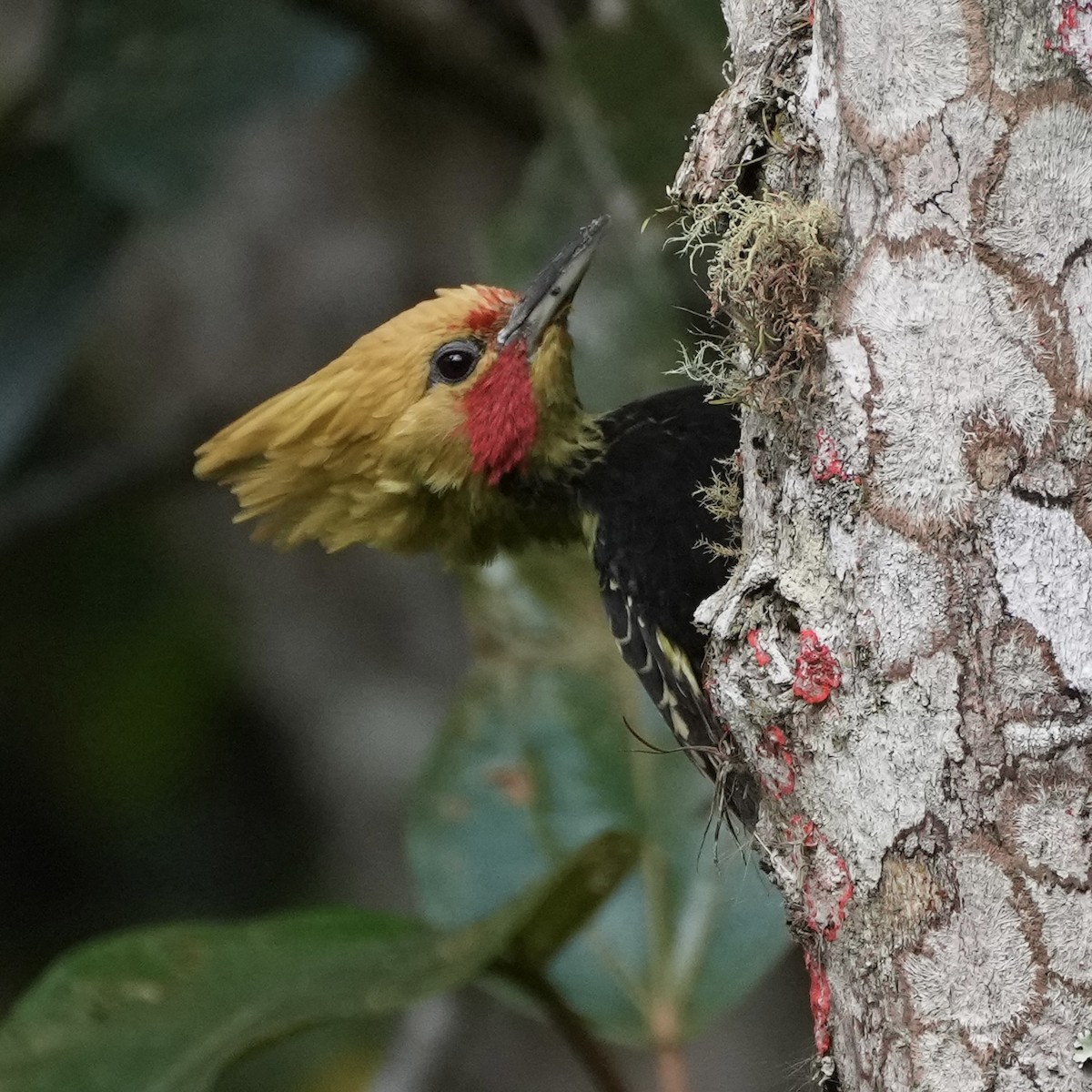 Blond-crested Woodpecker - ML620694947