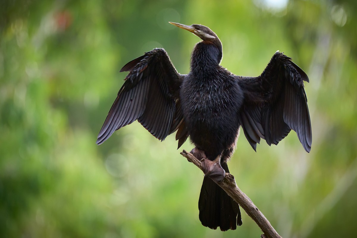 Anhinga Australiana - ML620694948