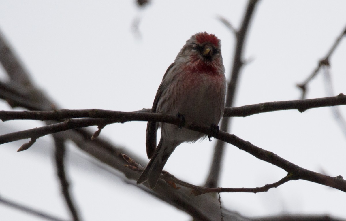 Common Redpoll - ML620694950