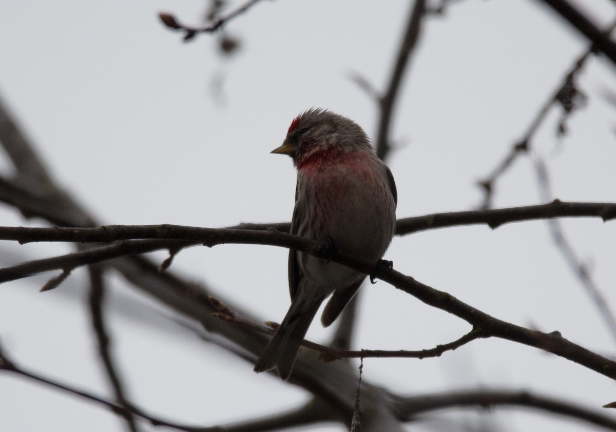 Common Redpoll - ML620694952