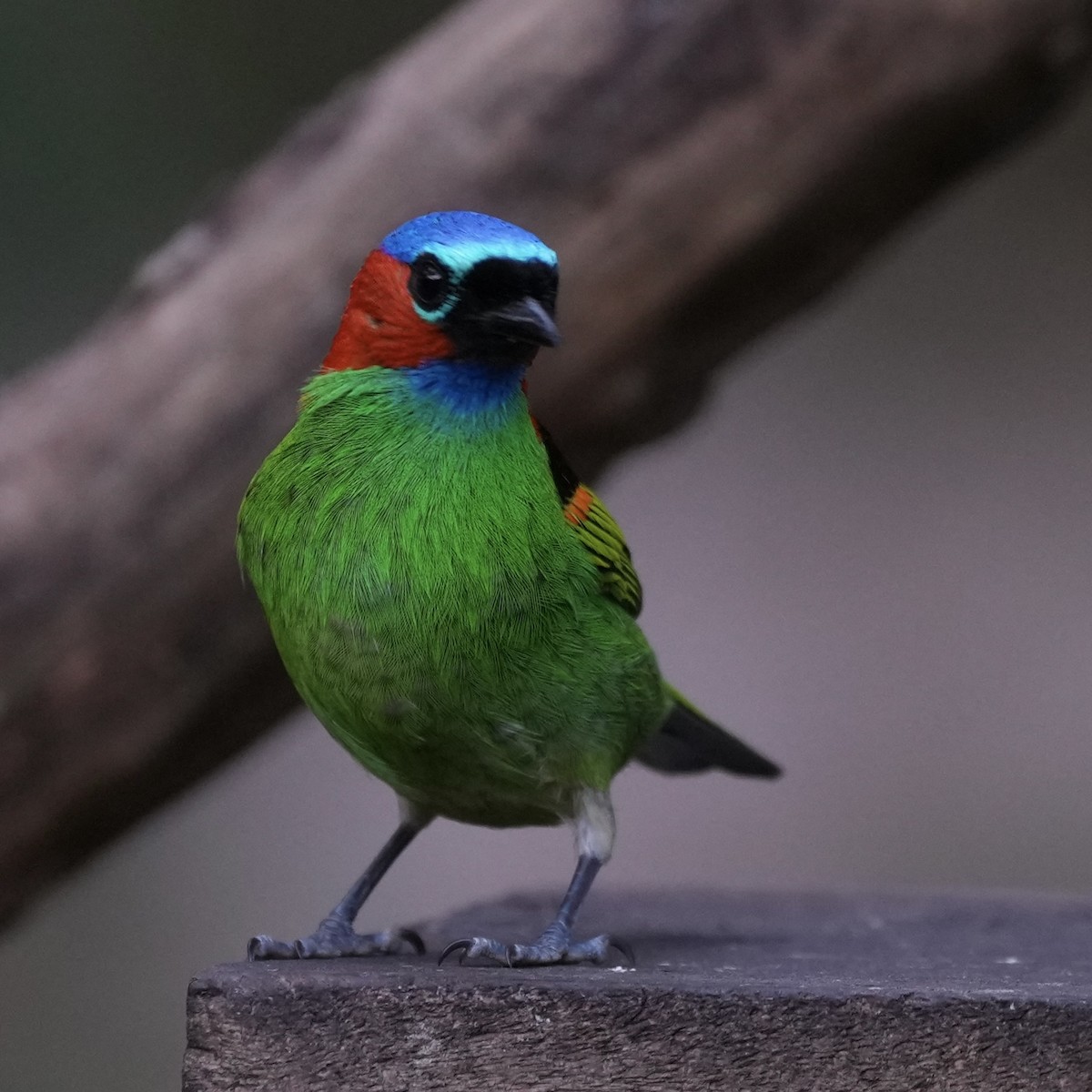 Red-necked Tanager - ML620694954