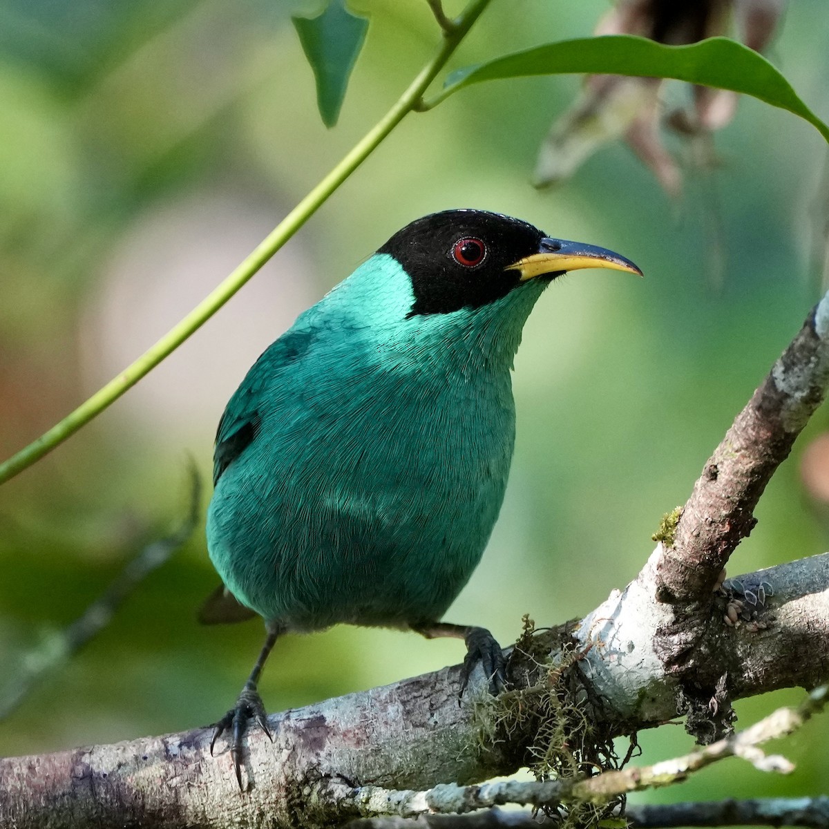 Green Honeycreeper - ML620694955