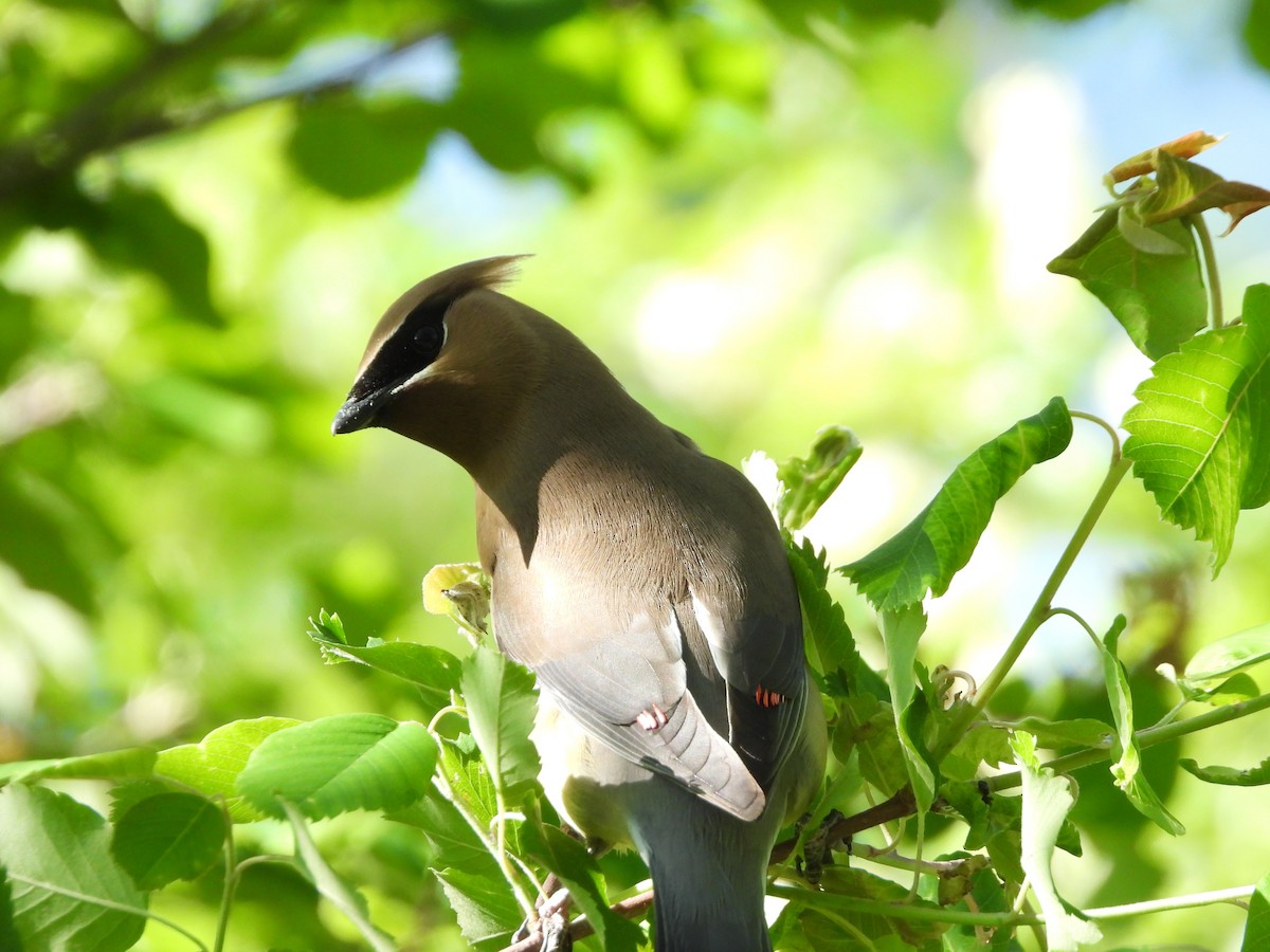 Cedar Waxwing - ML620694957