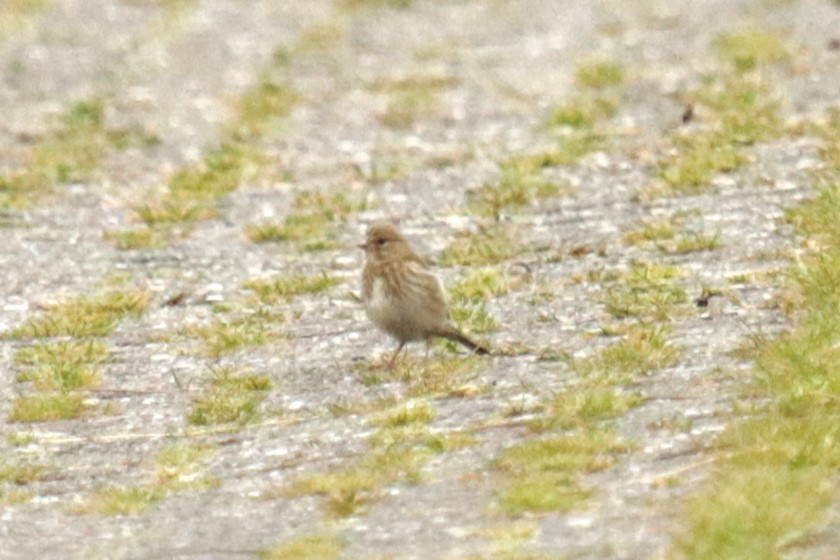 Eurasian Linnet - ML620694958