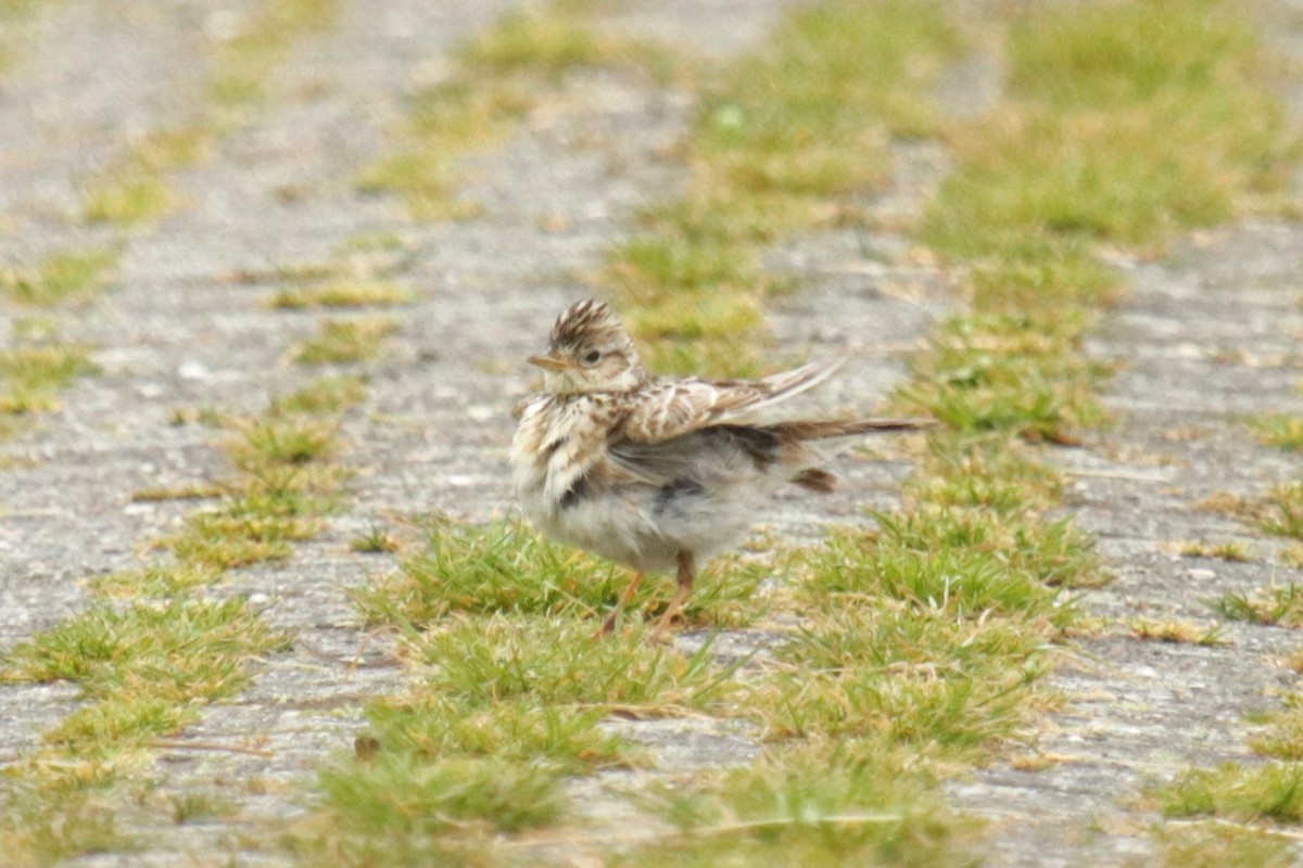 Eurasian Skylark - ML620694965