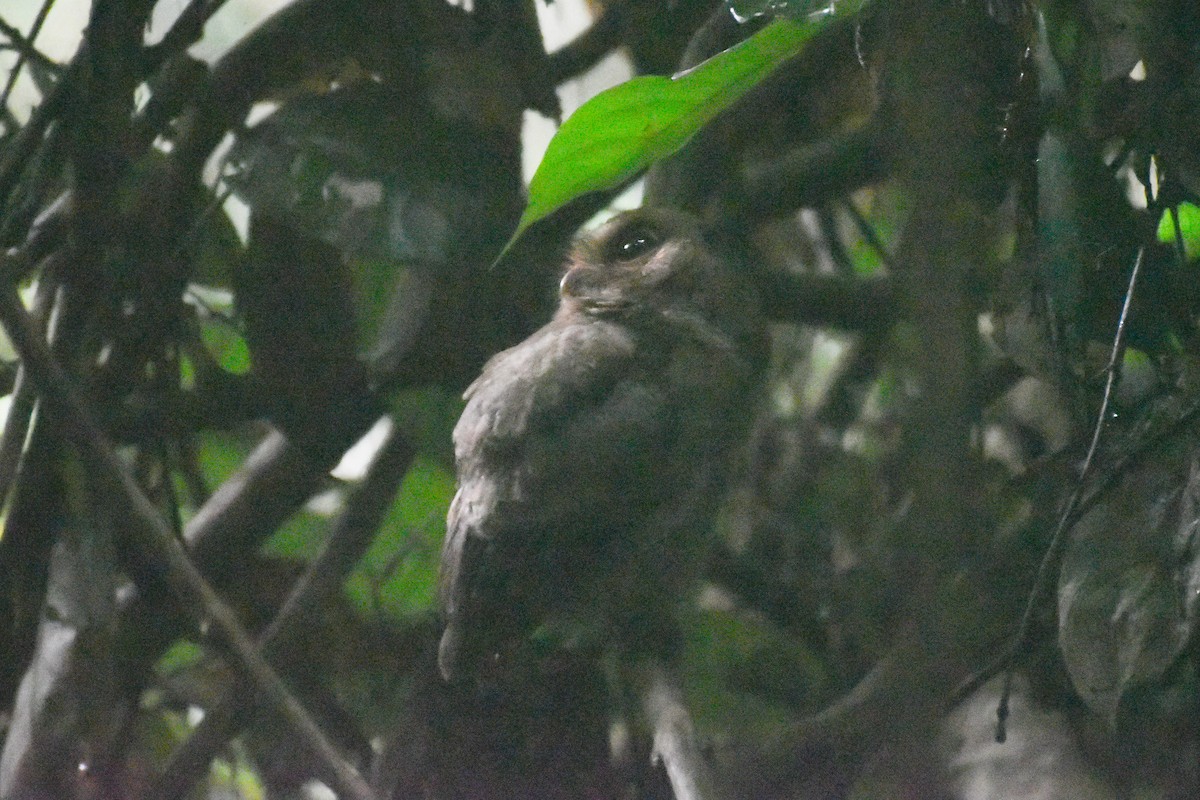 Sunda Scops-Owl - ML620694969