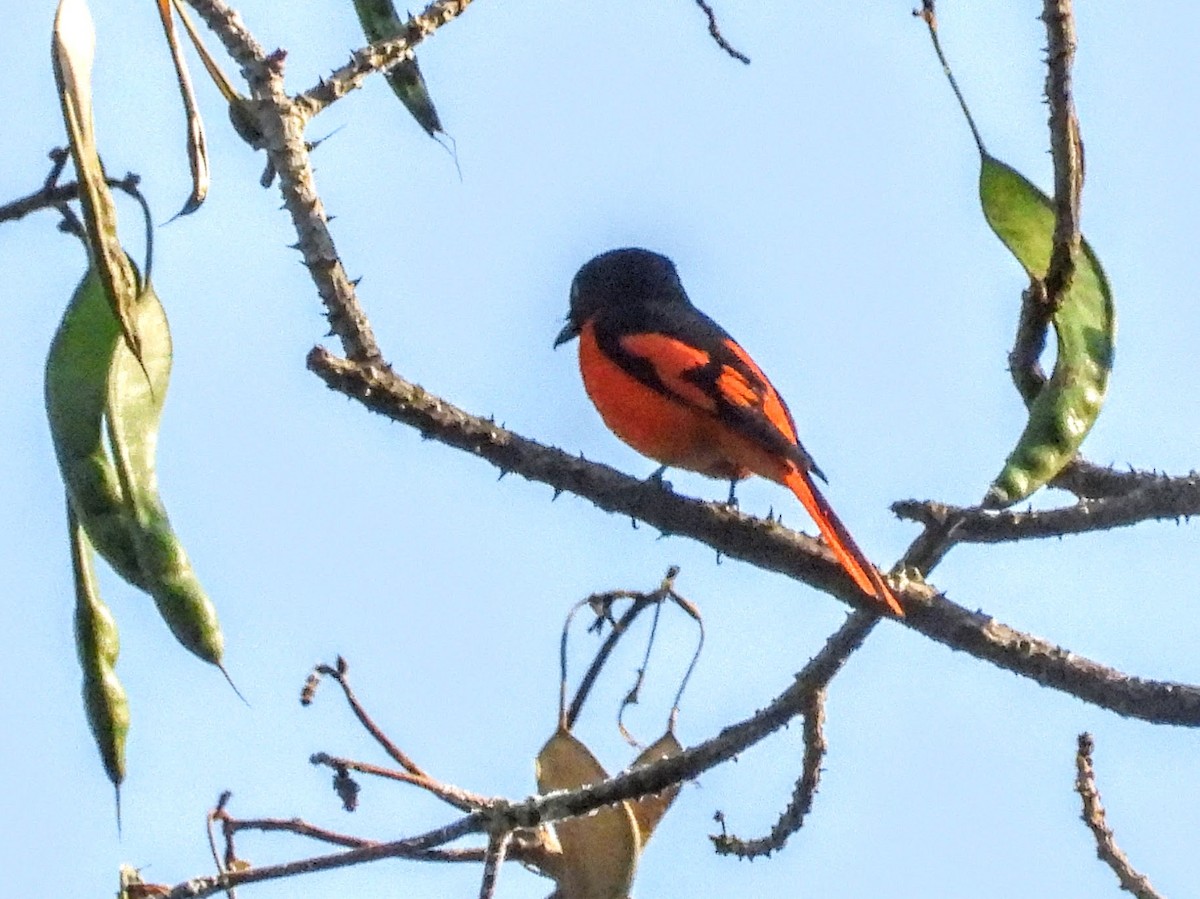 Scarlet Minivet - ML620694971