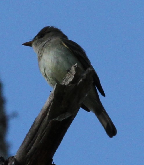 Willow Flycatcher - ML620694972