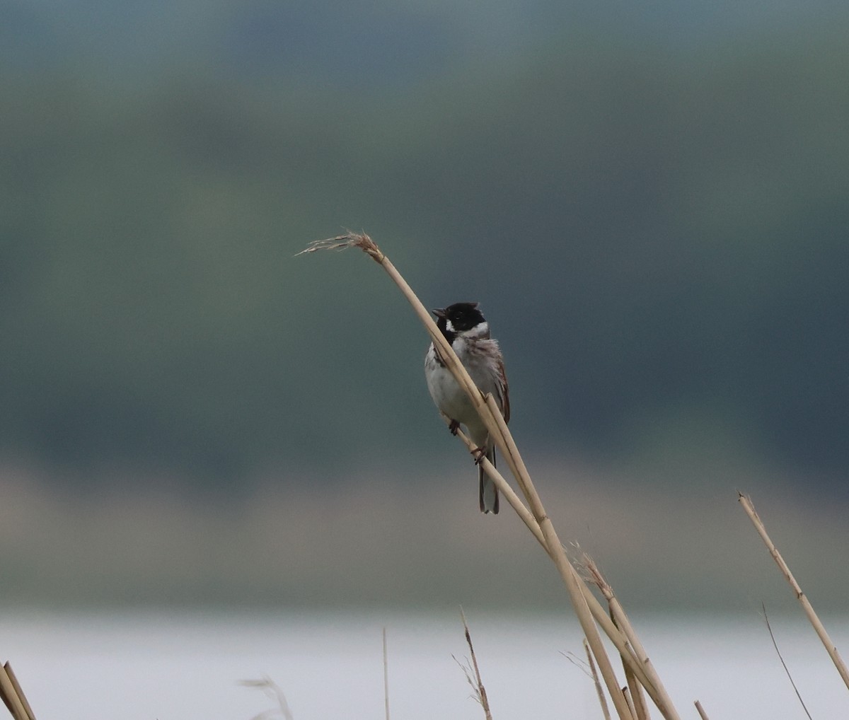 Reed Bunting - Murray DELAHOY